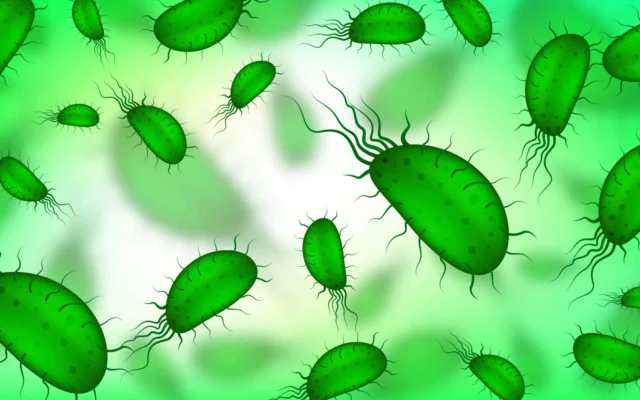 Allergie aux acariens : le guide complet pour comprendre et agir