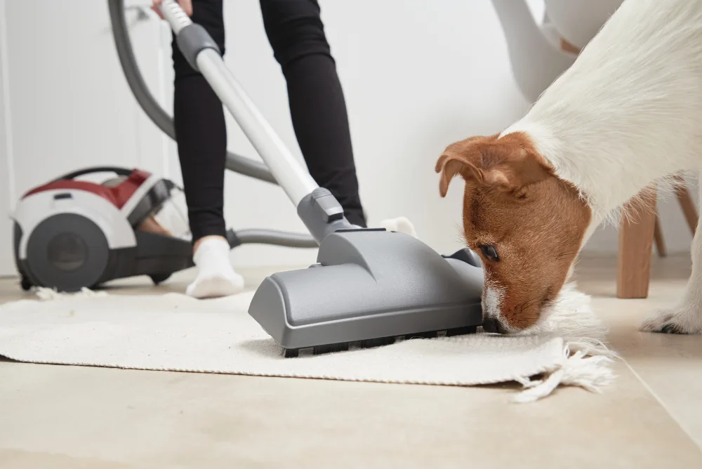 Hygiène et animaux de compagnie : mythes et réalités pour une cohabitation saine